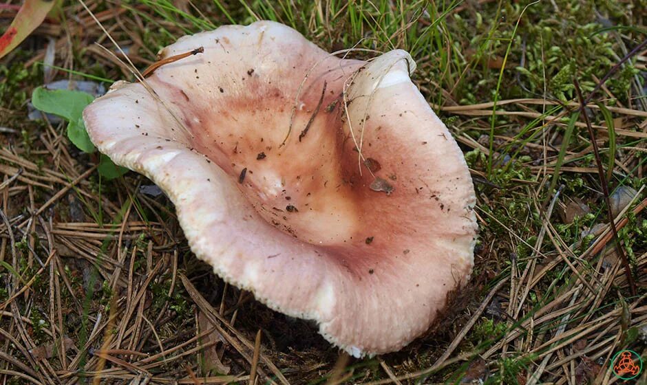 Lactarius torminosus – волнушка. Гриб говорушка бокаловидная. Говорушка буро-желтая clitocybe gilva. Гриб желтяк. Белый млечник пластинчатый гриб съедобный.