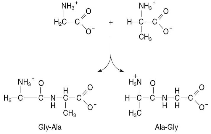 Ала ала химия. Дипептид сер-Лиз. Трипептида ала-гли-ала.. АСП-гли дипептид. Фен-ала-гли формула трипептида.