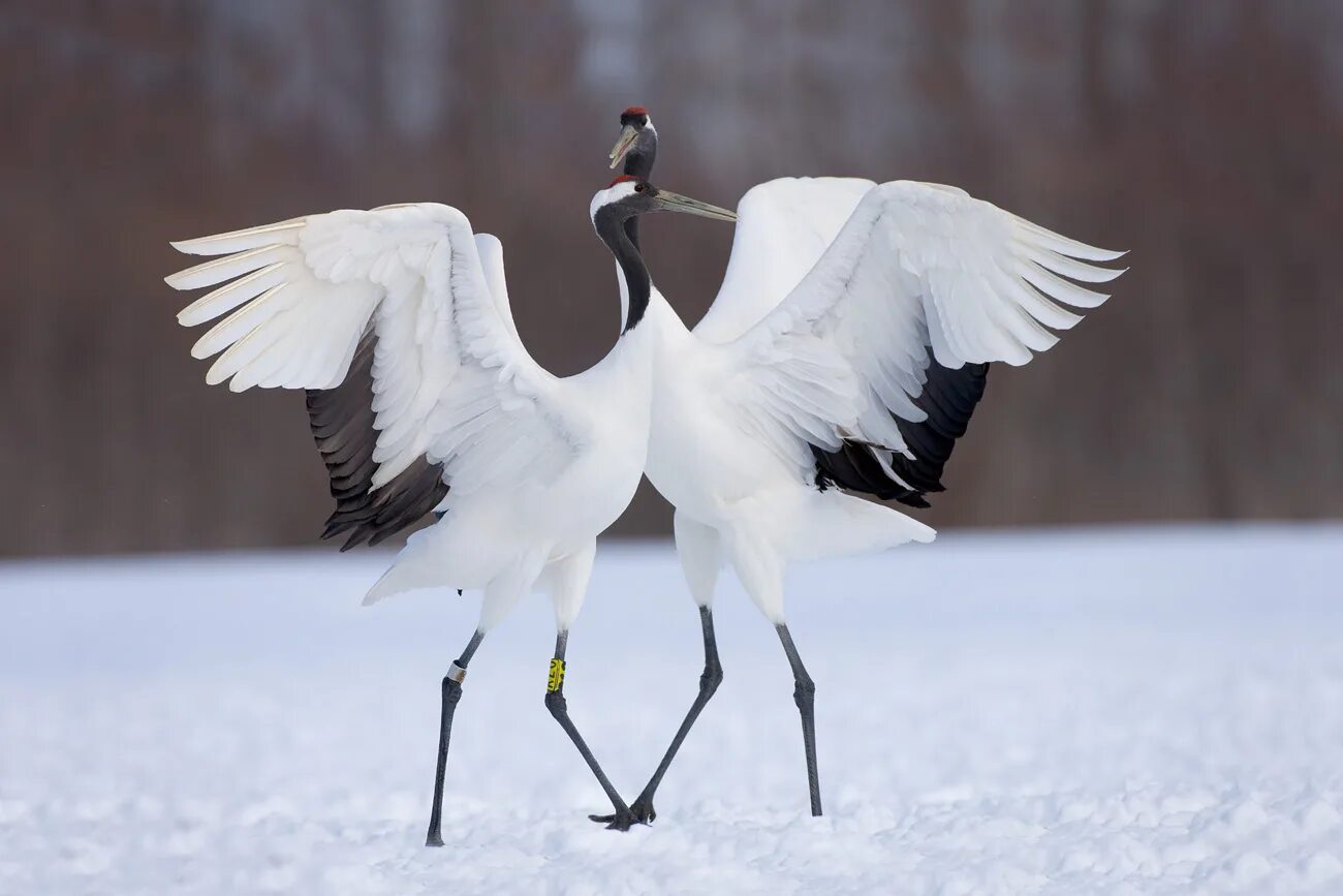 Журавль-красавка брачные танцы. Серый журавль. Мадагаскарский орлан крикун. Аист летит. Сокол ястреб коршун.
