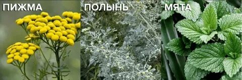 Пижма полынь