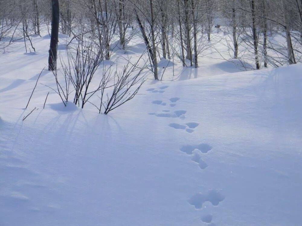 След зайца на снегу 5. Следы на снегу. Следы на снегу в лесу. Следы зверей в зимнем лесу. Следы зайца.