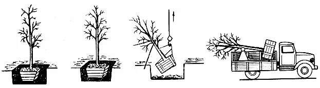 Предлагать способ пересадки деревьев. Технология посадки крупномерных деревьев. Технология посадки крупномеров схема. Посадка крупномерных деревьев схема. Технология пересадки крупномеров.