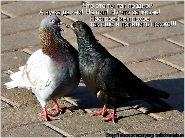 Футболка не кричите, я глухой. Футболка глухих. Я говорю ты глухая. Язык жестов. Я говорю ты глухая.