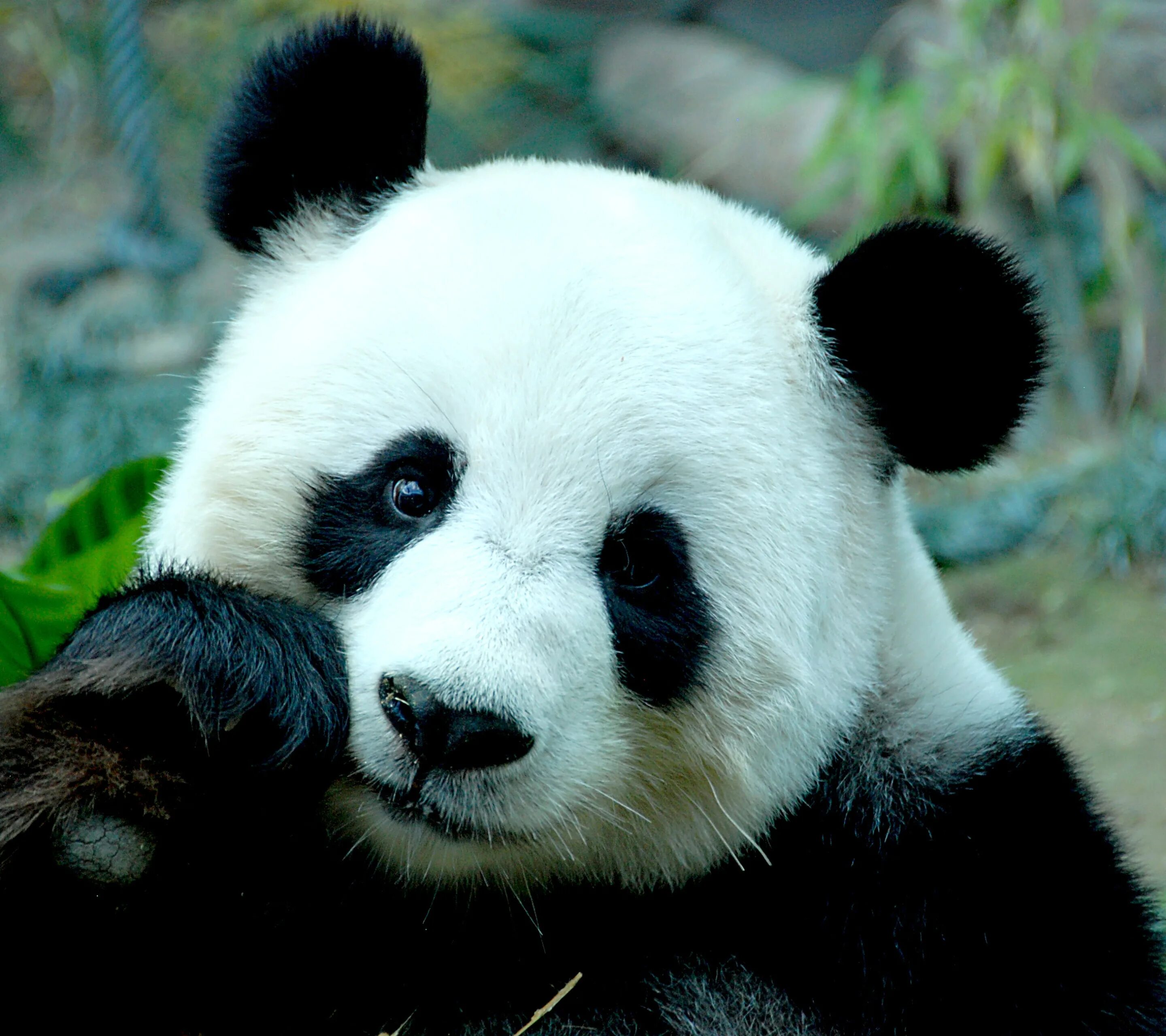 Pandas download