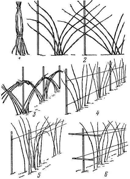 Как подвязать малину правильно легко быстро. Веерная подвязка малины. Подвязка ремонтантной малины. Подвязка высокорослой малины. Веерная подвязка малины схема.