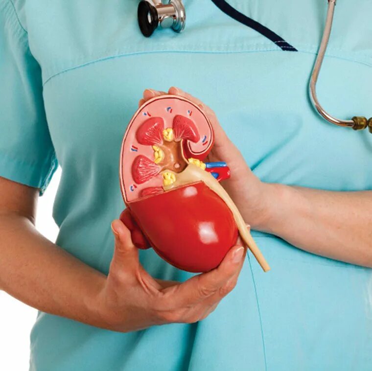 Хронический пиелонефрит вид почки. Почки танцуют. Девочка почка. Узи почек у детей. Девочка почка.