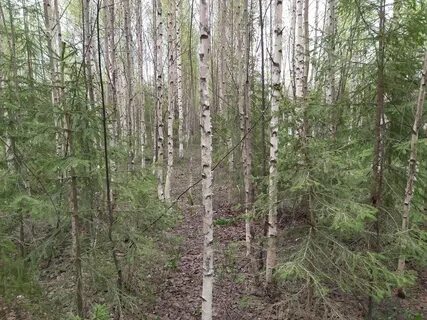 Рубка молодняка