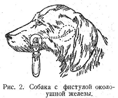 Рис собакам