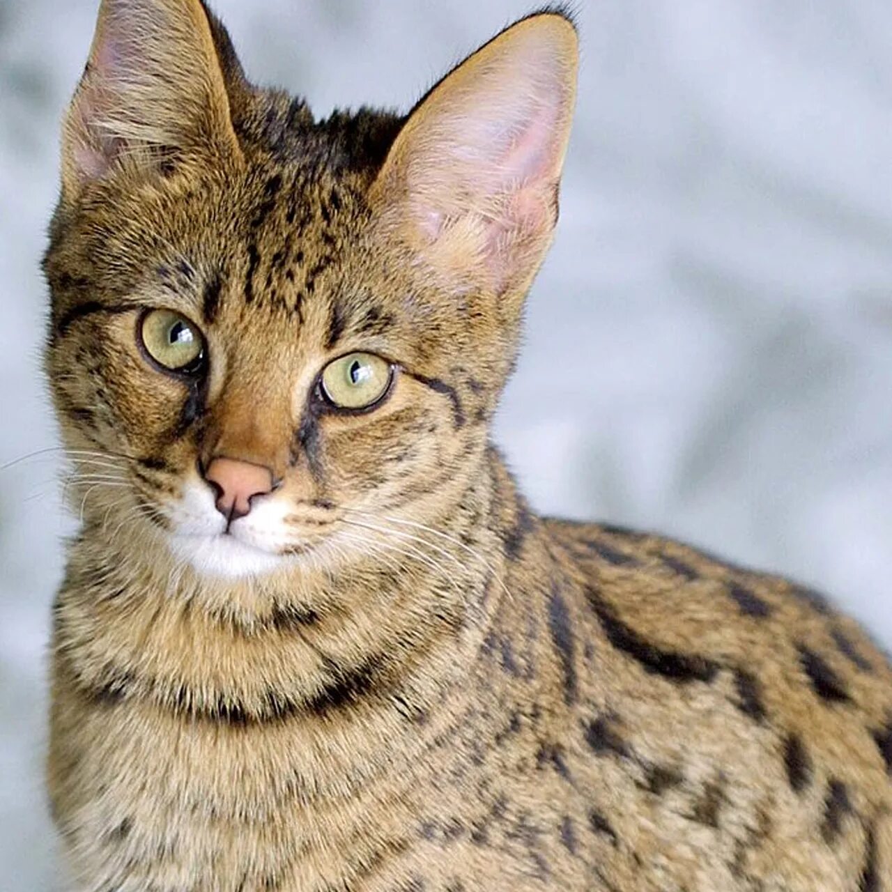 Сервал ашера. Сервал ашера. Очень дорогие кошки. Саванна ашера кошка. Саванна кошка.