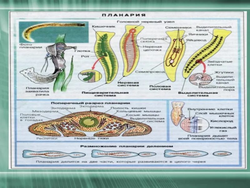 Кольчатые черви строение. Тип и класс плоских червей. Плоские и круглые черви строение. Плоские черви ЕГЭ биология. Сравнение строения червей