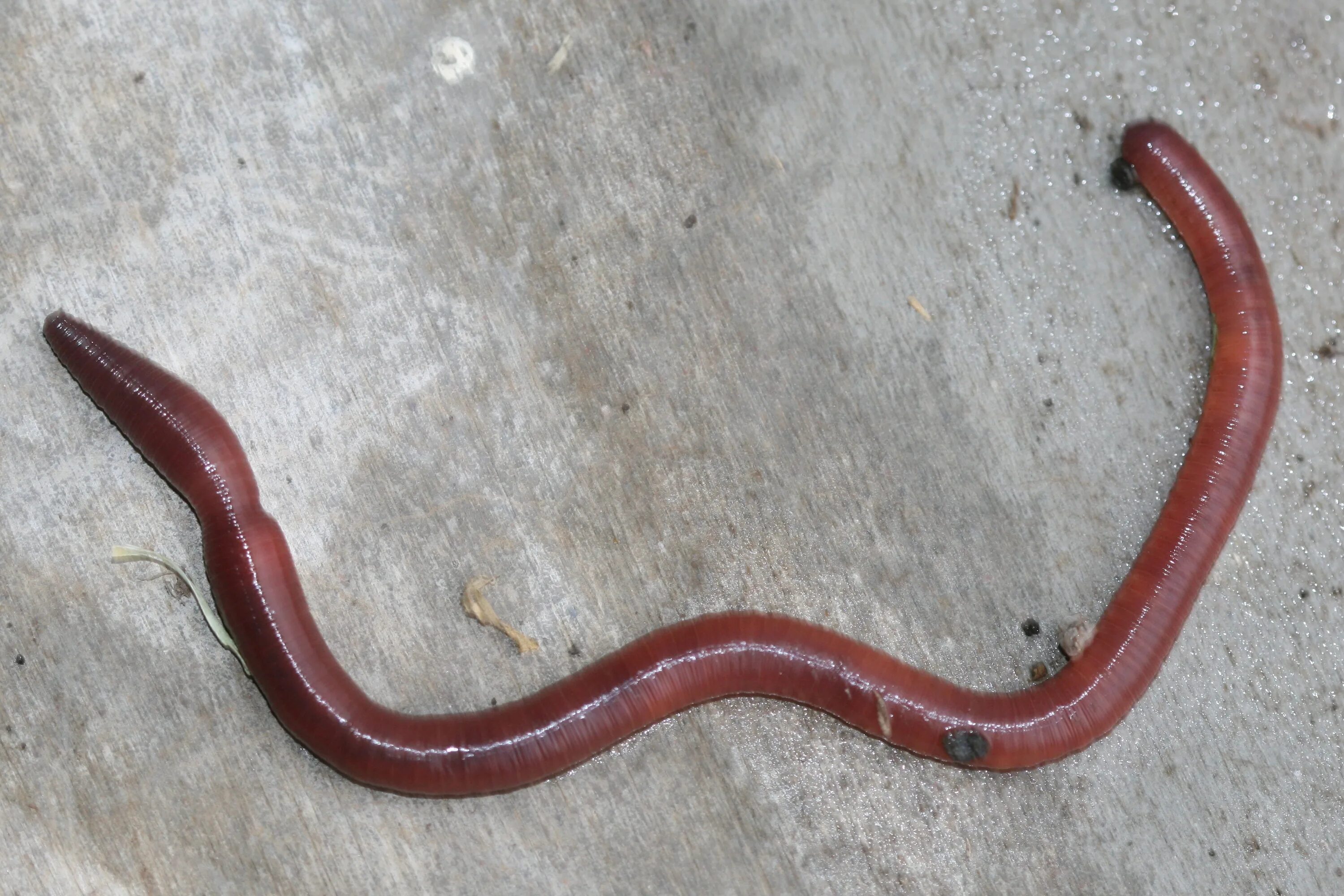 Дождевые черви в воде. Червь земляной (lumbricus terrestris). червь нематода земляной. красные черви гельминты. красные черви гельминты скребень.