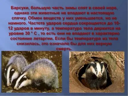 Впадает ли в спячку