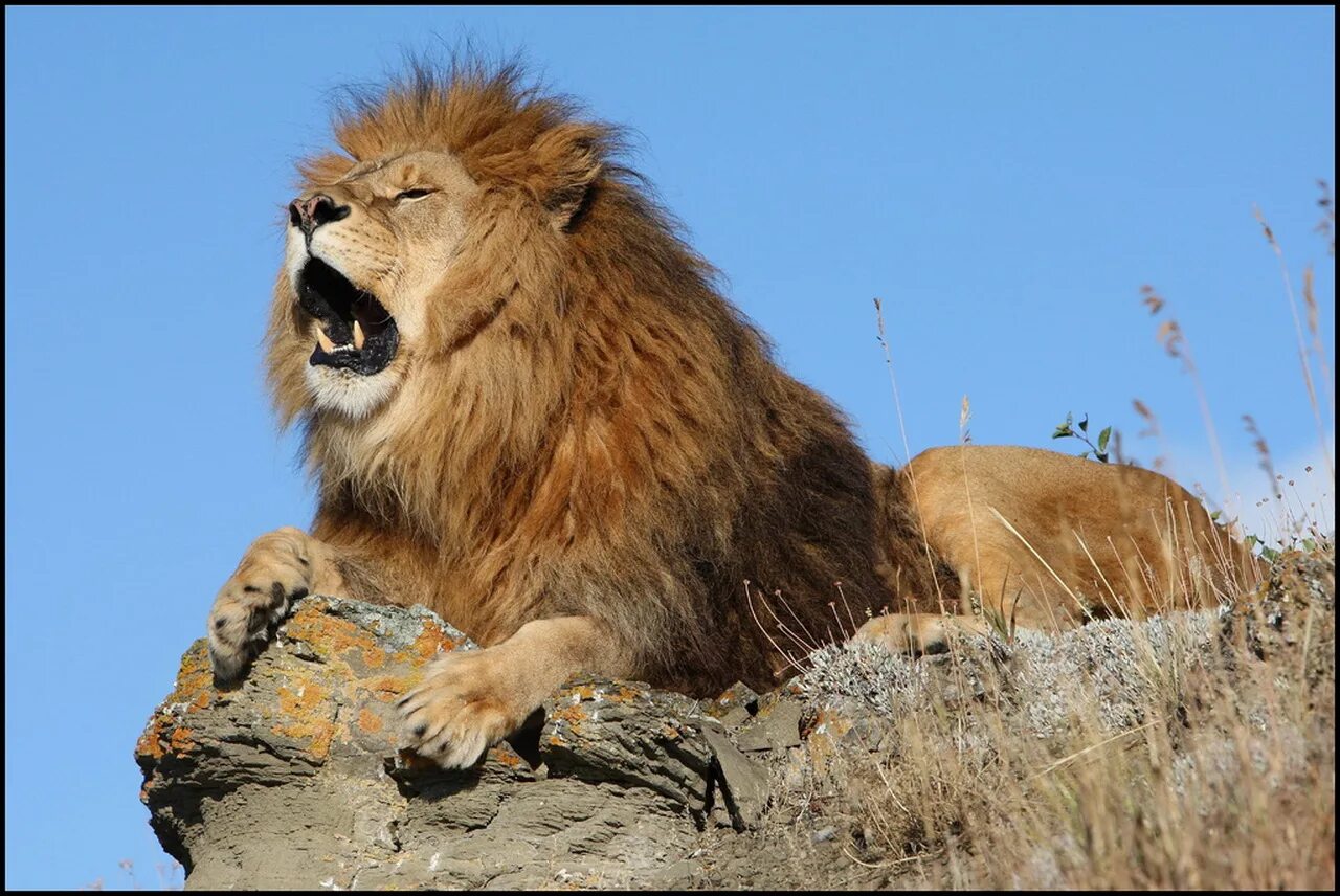 Лев. Лев фото. Лев царь зверей. Лев Король зверей.