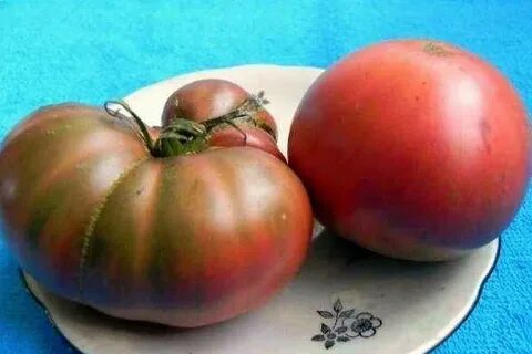 Томат аппетитный фото