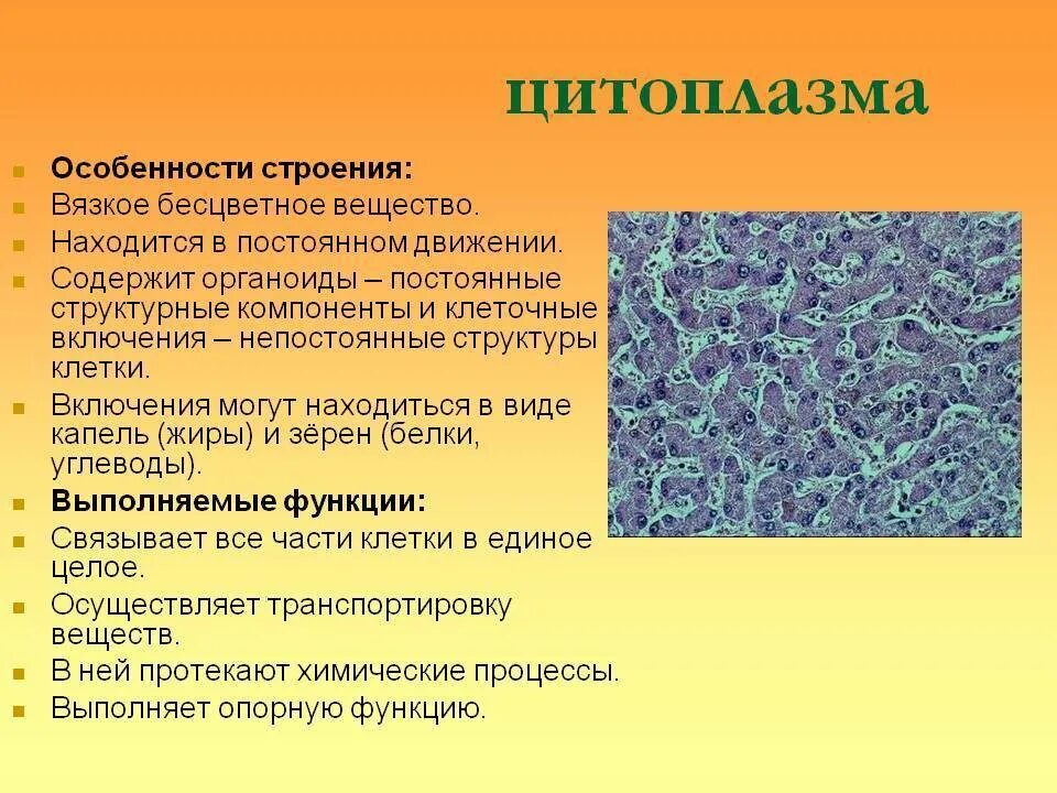 Характеристика цитоплазмы клетки
