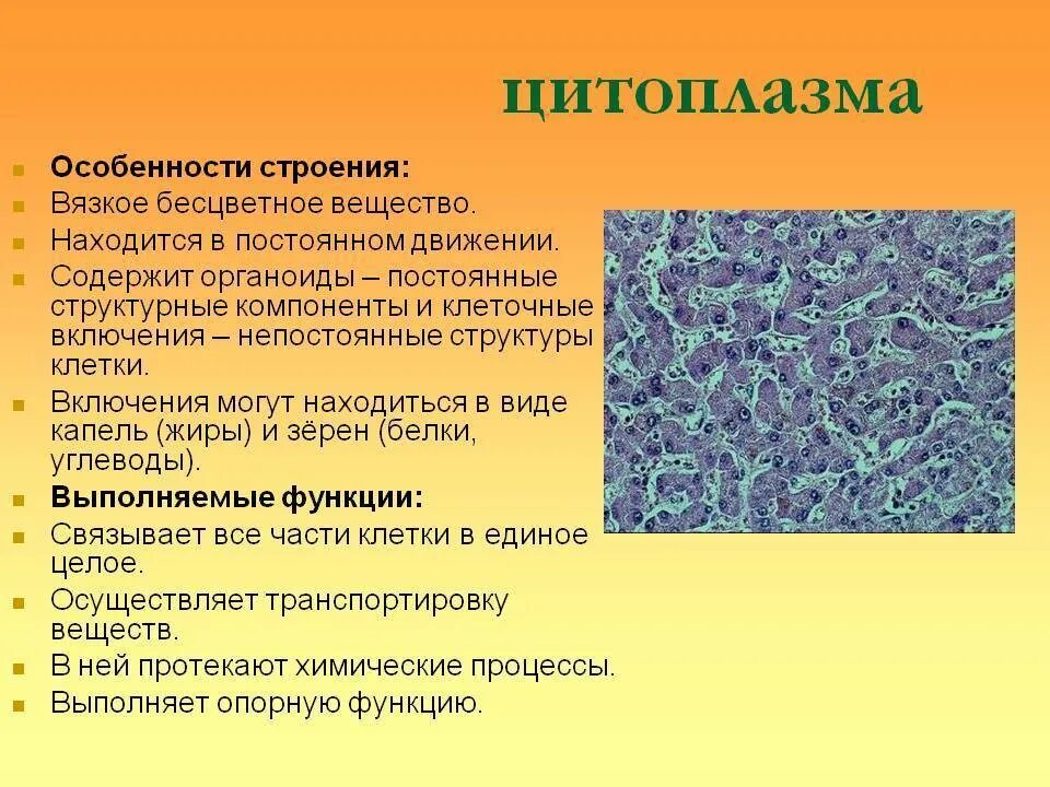 Строение цитоплазмы и ее функции. Строение и состав цитоплазмы. Цитоплазма строение и функции. Цитцитоплазма строение функции. Каково значение цитоплазмы структуры в жизнедеятельности клетки