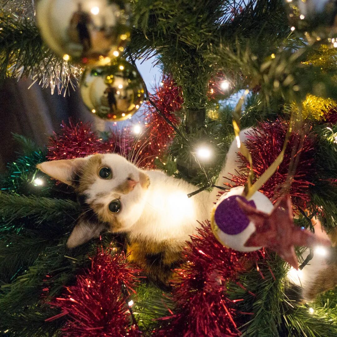 Покажи новогодние фотки. Новогодняя елка и животные. Кот и елка. Новогодняя елка с животными. Кот и Новогодняя елка.