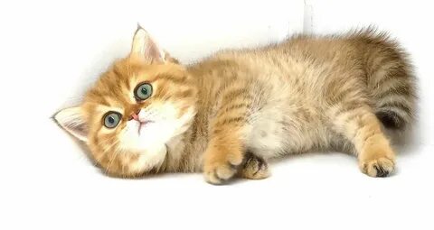 Чехиядан толық метражды порно фильм