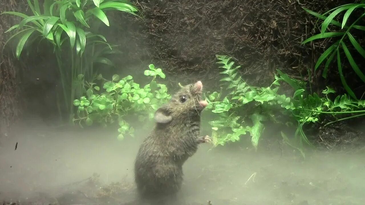 Singing mouse