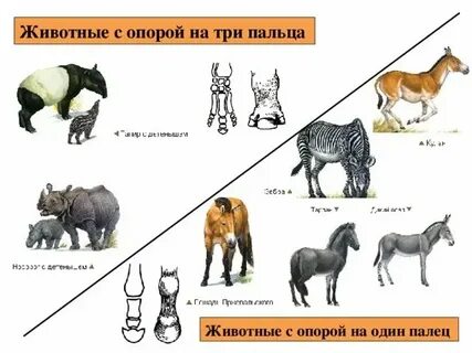 Виды опорных систем животных