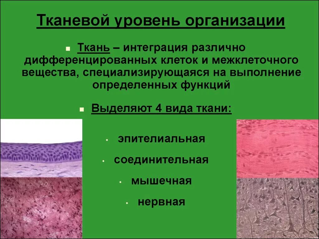 Ткань какой уровень организации