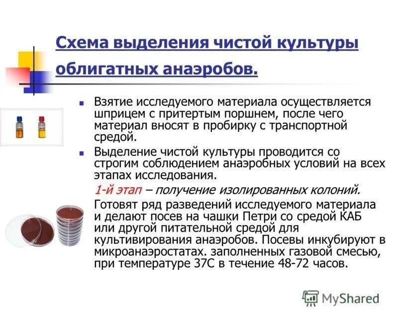 Чистую культуру аэробов выделяют методом посева. Методы выделения чистой культуры облигатных анаэробов. методы выделения чистой культуры анаэробов микробиология. методы выделения чистых культур облигатных анаэробов, этапы. методы выделения чистых культур аэробных.