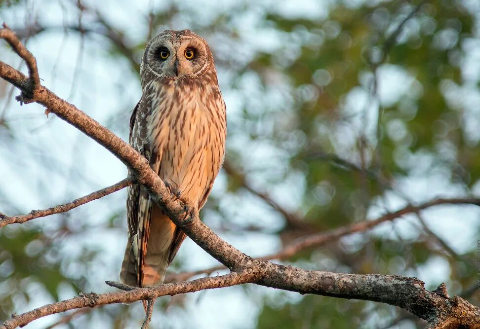 крымская ушастая сова. совы ленобласти. ушастая сова в ленинградской области. сыч болотный птица. болотная сова ленобласти.