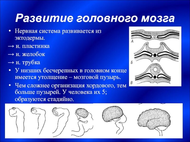 Головной мозг эктодерма. Головной мозг развивается из эктодермы. кора головного мозга развивается из эктодермы. развитие нервной системы из эктодермы.