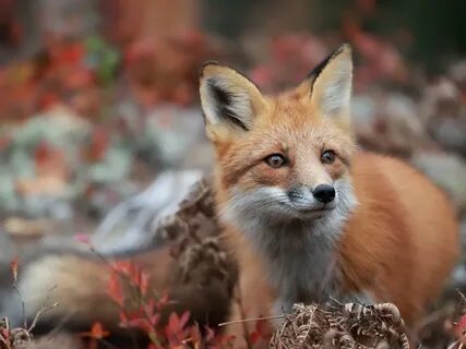 Falling fox