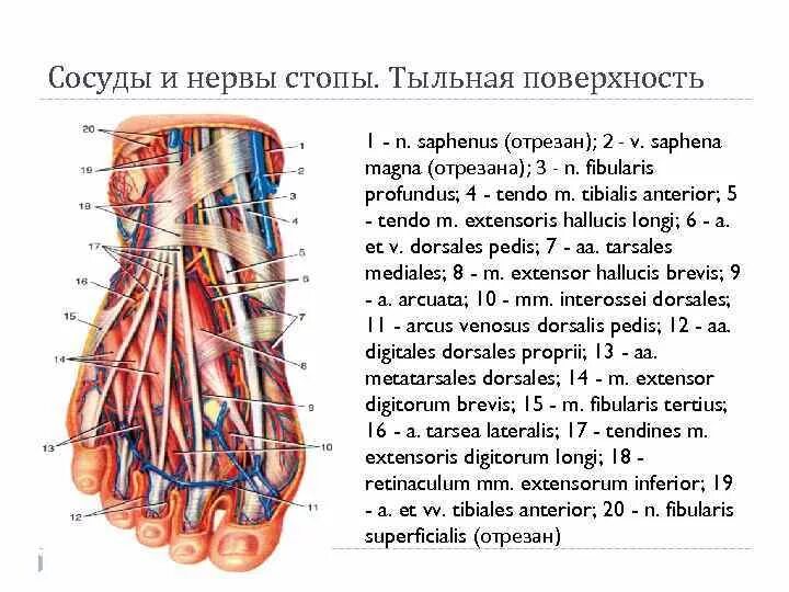 Подошвенные артерии. Артерии стопы топография. топография тыльной области стопы. подошва стопы топографическая анатомия. нервы и артерии стопы анатомия.