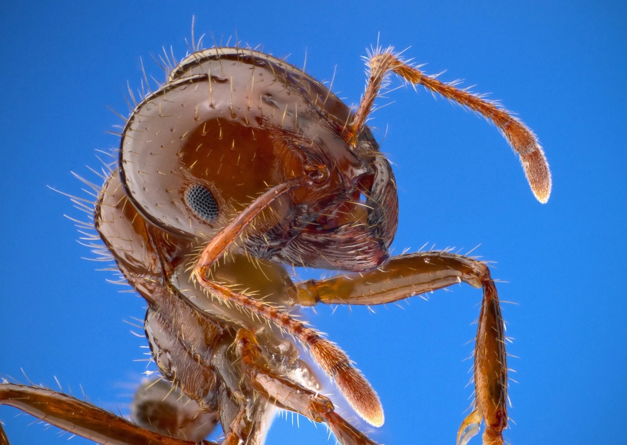 Муравья Solenopsis.Invicta. Красный Огненный муравей Solenopsis Invicta. Solenopsis Invicta. Самое опасное насекомое в мире.