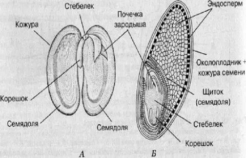 Почечка зародыша