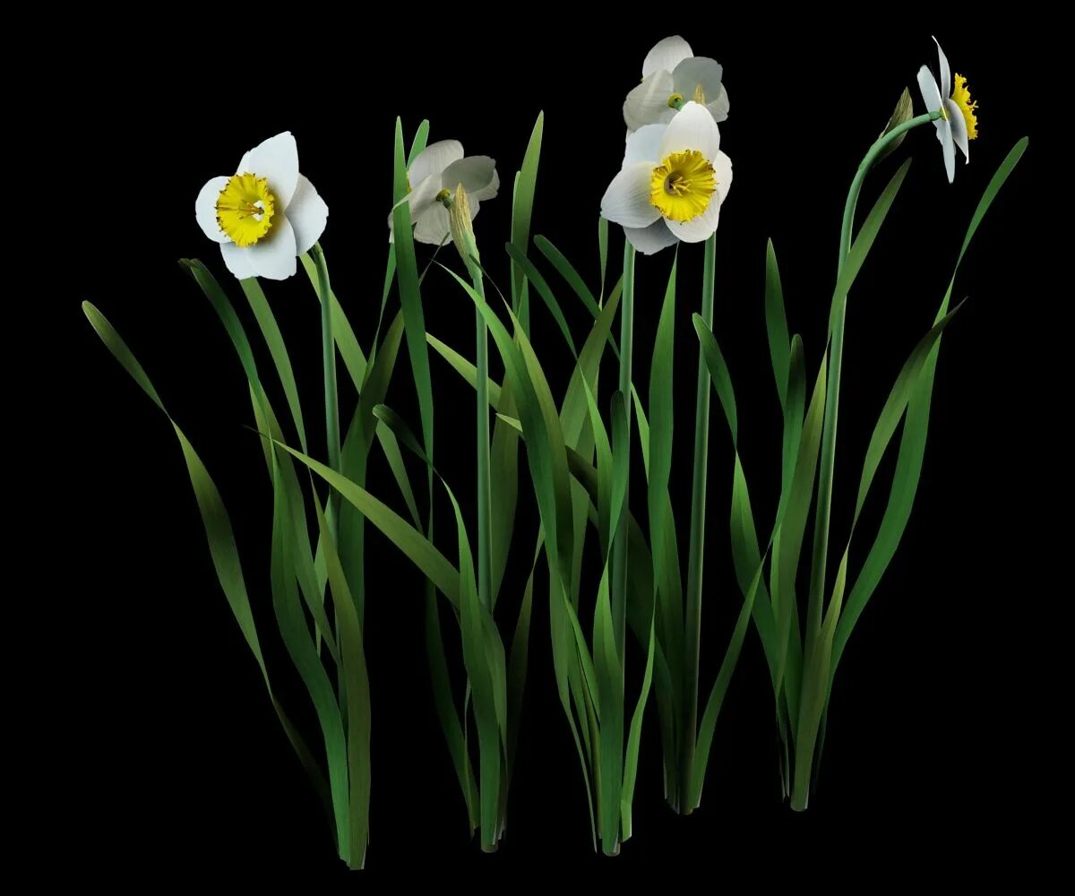 Daffodil and Jonquil. 3 Нарцисса. Нарцисс на черном фоне. Нарцисс 3d модель.