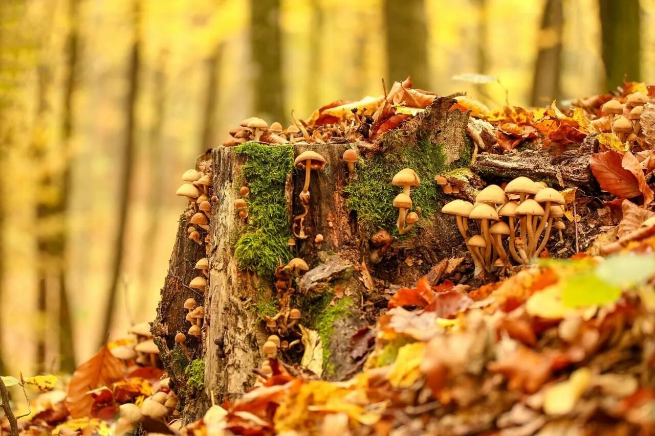 View, download, comment, and rate this 1920x1280 Mushroom Wallpaper - Wallpaper 