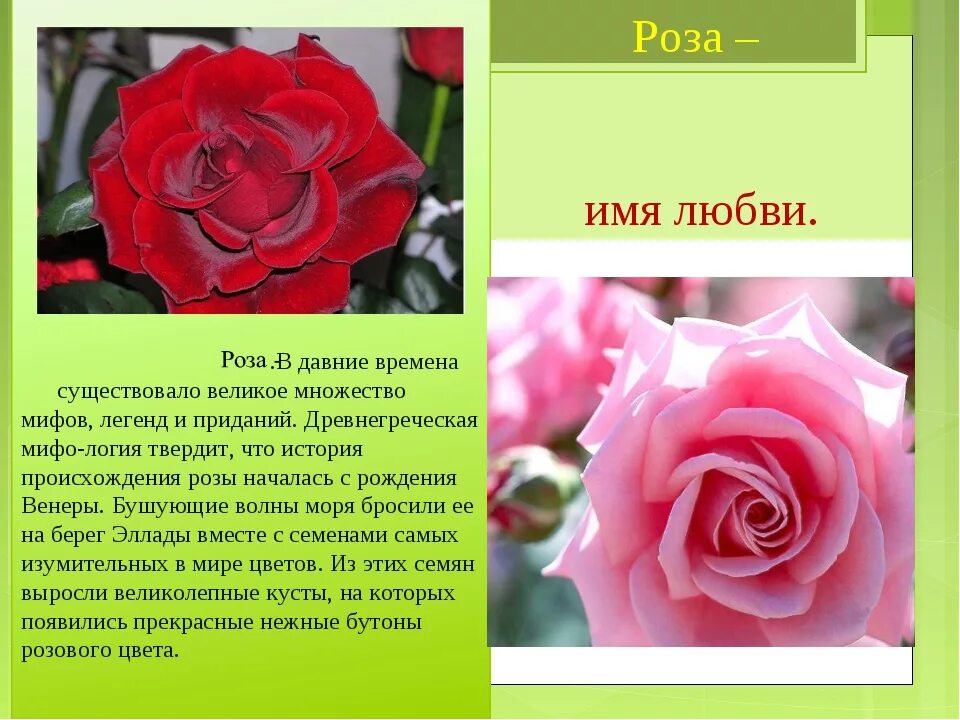 Почему розу назвали розой. Имя розы.