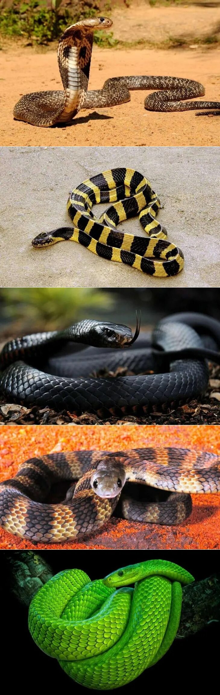 Про змеи убийцы. Самая ядовитая гадюка в мире. Самая опасная змея. Самая опасная змея в мире. Неядовитая змея.