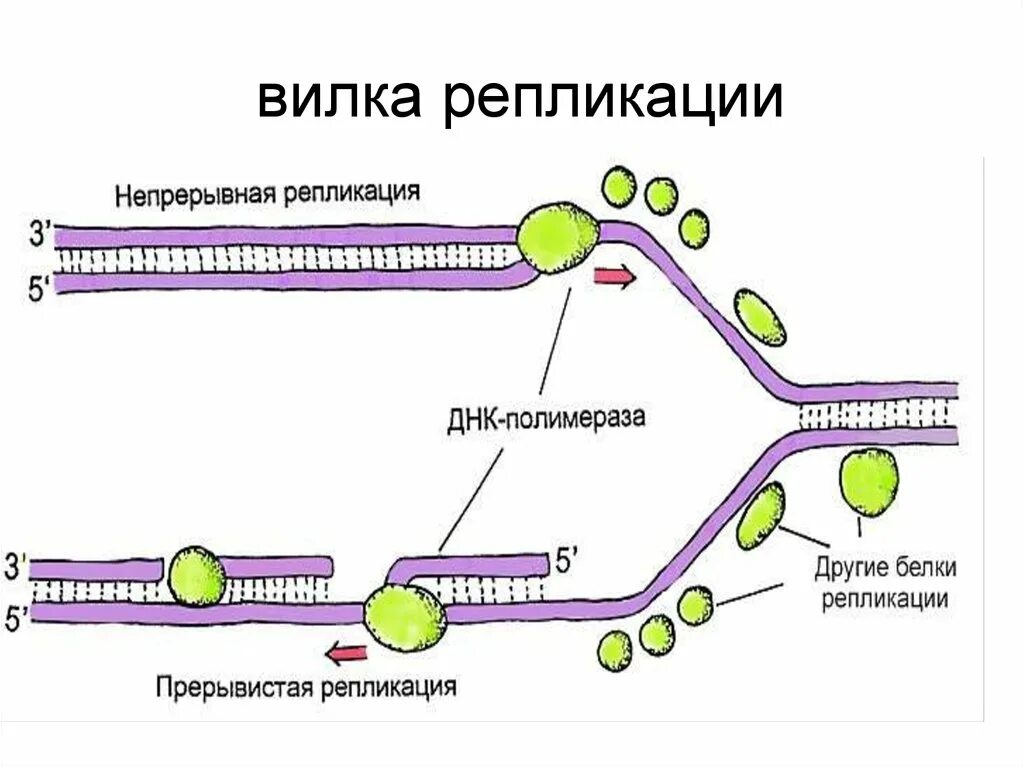 Фермент вилка. Репликация ДНК репликативная вилка. Вилка репликации ДНК. Схема репликативная вилка биохимия. Схема репликации с ферментами.