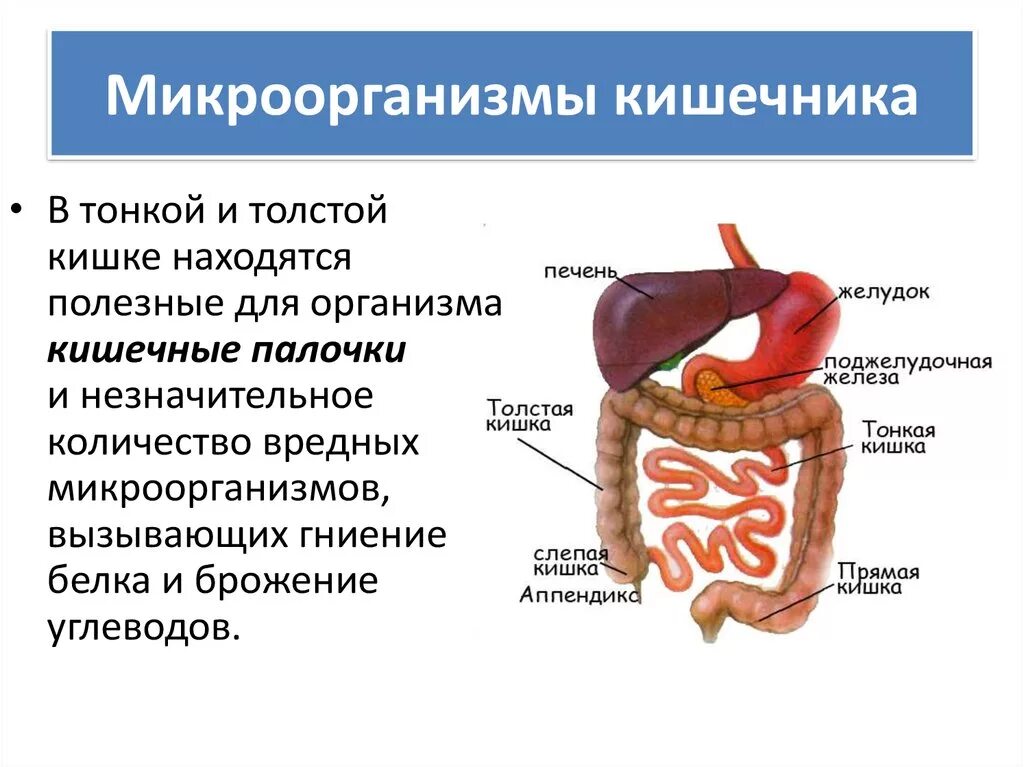 Двенадцатиперстная кишка процесс пищеварения. Функции кишечной палочки в толстом кишечнике. Двенадцатиперстная кишка и толстая кишка. Функции бактерий в кишечнике человека. Толстый кишечник бактерии.