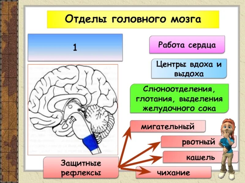 Отделы головного мозга. Рефлексы и отделы мозга. Функции головного мозга. Отдел мозга отвечающий за рефлексы.