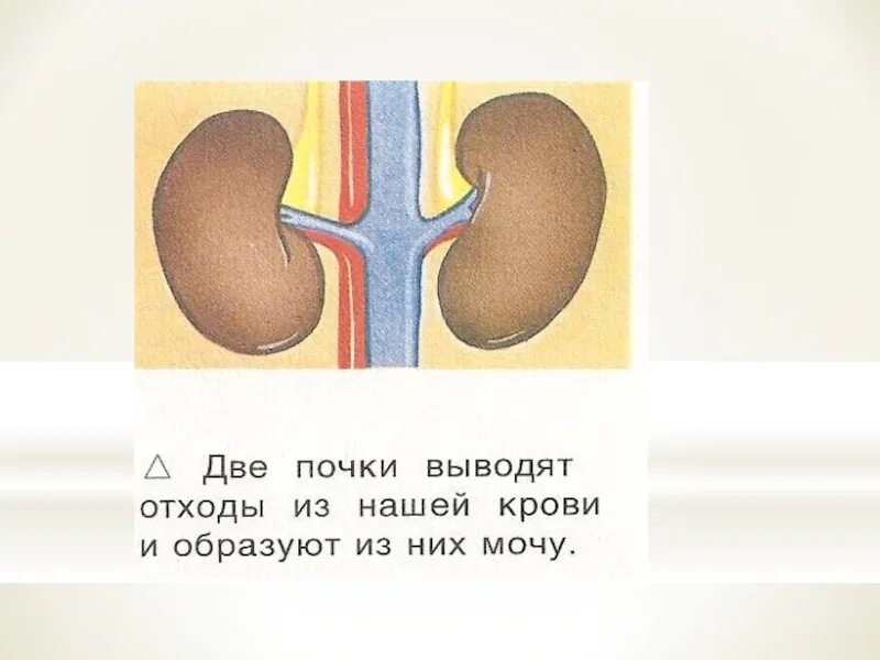 Окружающий мир 2 класс тела человека. Строение человека 2 класс рисунок. Органы человека 2 класс. Строение человека 2 класс окружающий мир. Строение тела человека 2 класс окружающий мир.