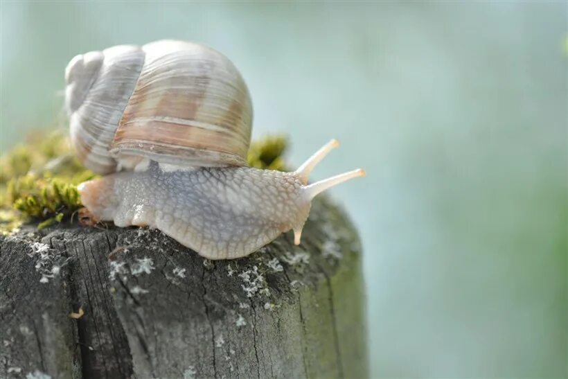 Сон улитки. Улитка во сне. Горная улитка. Плутон фото поверхности гигантские улитки. Улитка во сне.