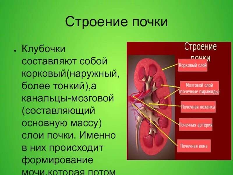 Какую функцию выполняют почки у человека. Строение почки мозговой и корковый слои. Строение почки клубочки канальцы. Функции коркового слоя почки. Корковый слой почки строение.