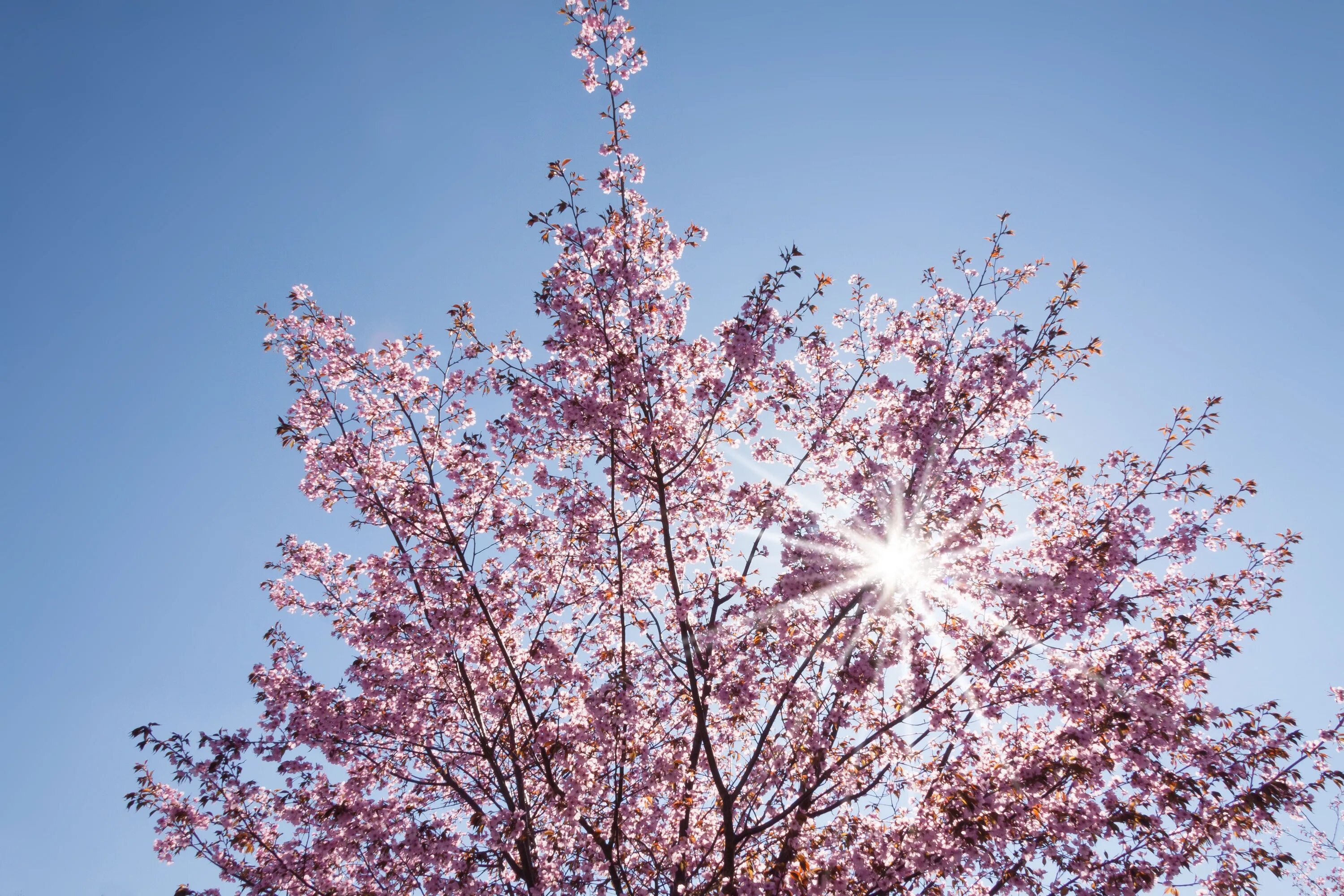 Empire of the sun cherry blossom
