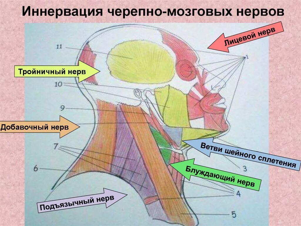 Иннервация черепно мозговых нервов. Зоны мнервацми череп но мозговых нервоы. Добавочный нерв иннервация. Иннервация мышц речевого аппарата. Черепные нервы зоны иннервации.