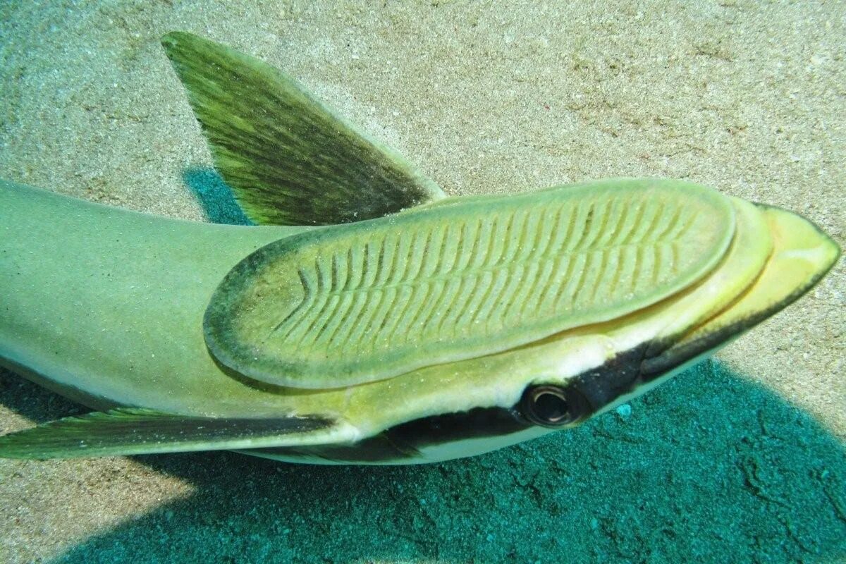 Акулья Ремора (Remora Remora). Ремора рыба прилипала. Речная деликатесная прилипала. Рыба прилипала и кит.