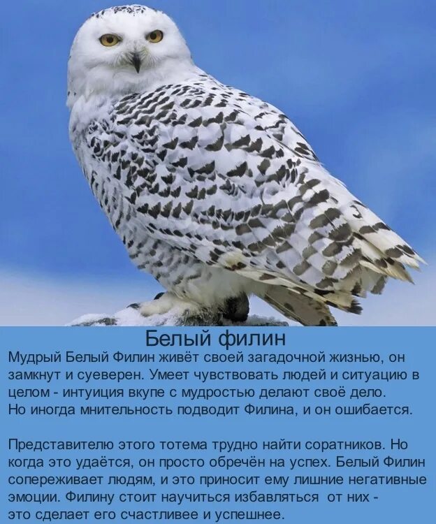 1983 год какого животного по славянскому календарю. род по славянскому календарь. 2021 год по славянскому. славянский календарь животных по годам таблица по месяцам. огненная векша белка гороскоп.