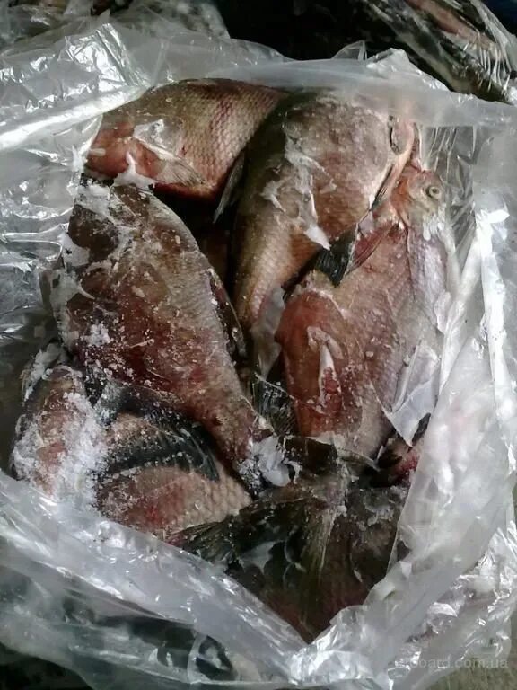 Можно ли заморозить леща