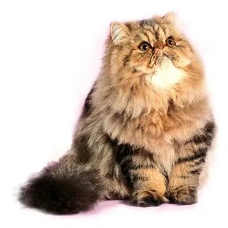Persian brown