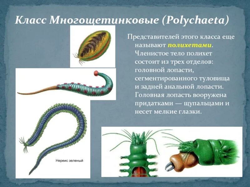 Класс кольчатых червей Тип многощетинковые. Тип кольчатые черви класс полихеты. Представители многощетинковых червей. Многощетинковые кольчатые черви.