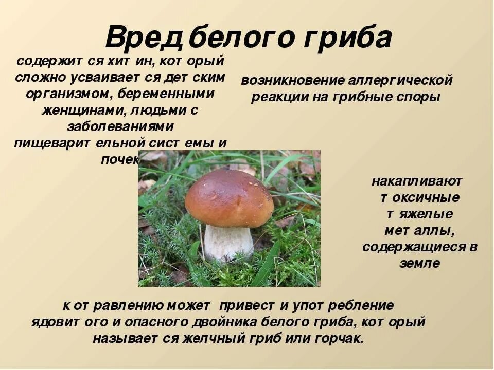 Грибы польза и вред для здоровья человека. Грибы польза и вред для организма. Грибы польза и вред для здоровья человека. Полезные грибы. Полезные и вредные грибы для человека.